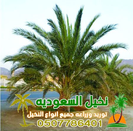 توريد نخيل السعوديه